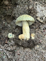 Gyroporus cyanescens