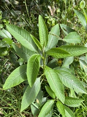 Solanum oblongifolium