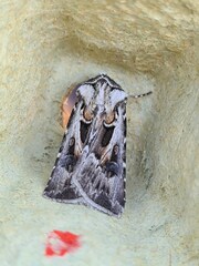 Agrotis vestigialis
