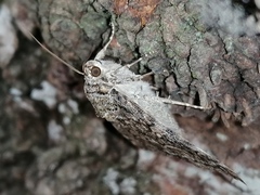 Catocala dilecta