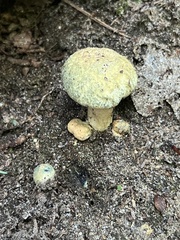 Gyroporus cyanescens