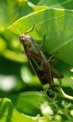 Aiolopus thalassinus tamulus