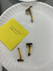 Craterellus lutescens