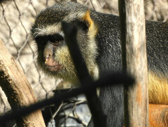 Cercopithecus wolfi