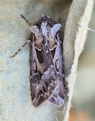 Agrotis vestigialis
