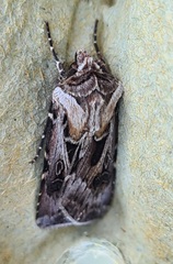 Agrotis vestigialis