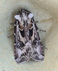 Agrotis vestigialis