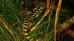 Abronia taeniata