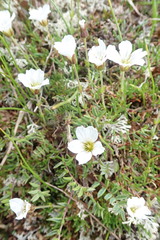 Cherleria arctica