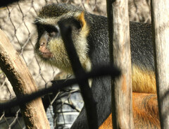 Cercopithecus wolfi