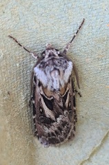 Agrotis vestigialis