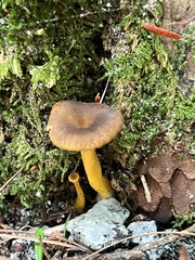 Craterellus lutescens