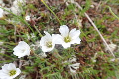 Cherleria arctica