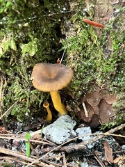 Craterellus lutescens