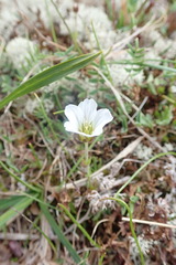 Cherleria arctica