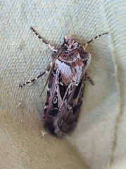 Agrotis vestigialis