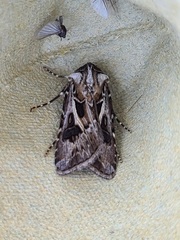 Agrotis vestigialis