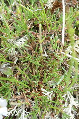 Cherleria arctica