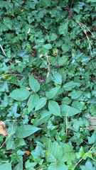 Trichonephila clavata