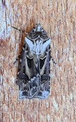 Agrotis vestigialis