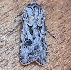 Agrotis vestigialis
