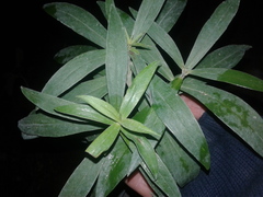 Pimelea longifolia