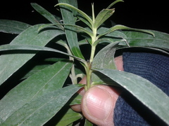 Pimelea longifolia