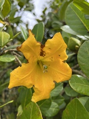 Schultesianthus coriaceus