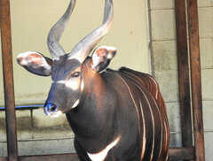 Tragelaphus eurycerus isaaci