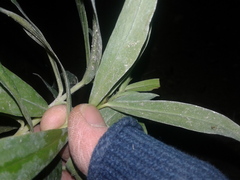 Pimelea longifolia