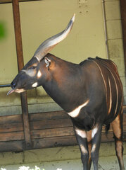 Tragelaphus eurycerus isaaci