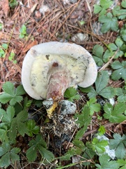 Hypomyces completus