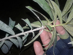 Pimelea longifolia
