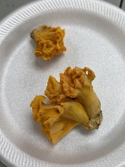 Craterellus odoratus