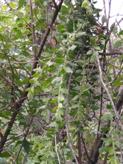 Cladocolea loniceroides, photograph (c) Jordi Martínez Martínez, some rights reserved (CC BY)