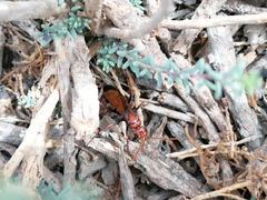 Cryptocheilus discolor