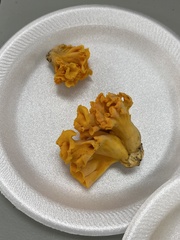 Craterellus odoratus