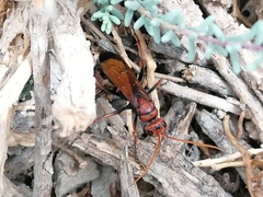 Cryptocheilus discolor