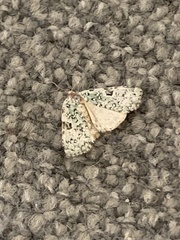 Leuconycta