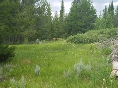 Ursus americanus cinnamomum