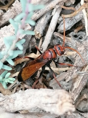 Cryptocheilus discolor