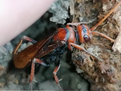 Cryptocheilus discolor