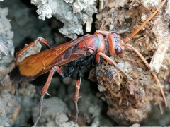 Cryptocheilus discolor