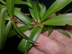 Pimelea longifolia