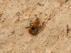 Dasymutilla eminentia