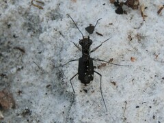 Cicindela scabrosa
