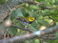 Setophaga virens image
