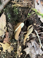 Tylopilus minor