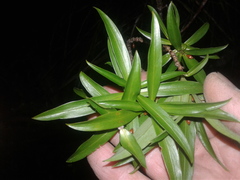 Pimelea longifolia