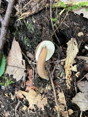 Tylopilus minor